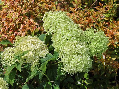 Ballhortensie Bella Ragazza Limetta Hydrangea Arborescens Bella