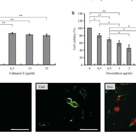 In Vitro Effects Of Doxorubicin And Cathepsin E On The Viability Of