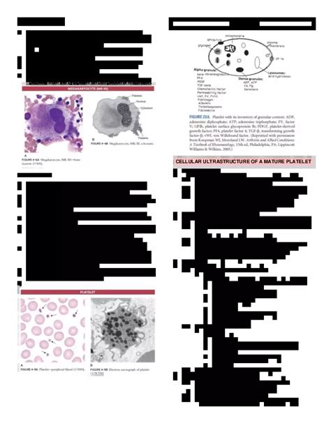 Hematology Blood Vasculature Megakaryocytes And Platelets