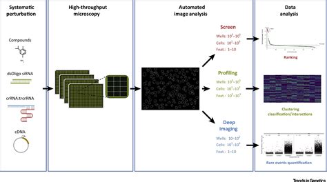 High Throughput Imaging For The Discovery Of Cellular Mechanisms Of