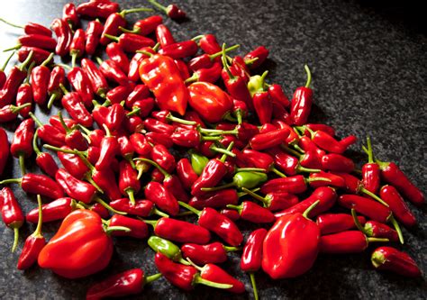 The chili pepper harvest est arrivé | Martin's Mag.