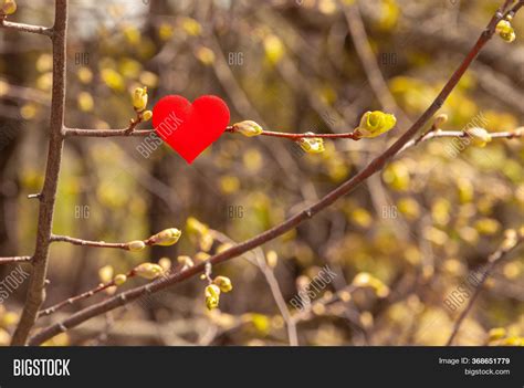 Red Heart On Tree Image And Photo Free Trial Bigstock