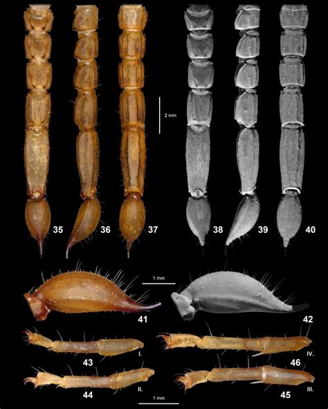 Qianxie Solegladi Gen Et Sp N Female Holotype Metasoma And Telson Download Scientific