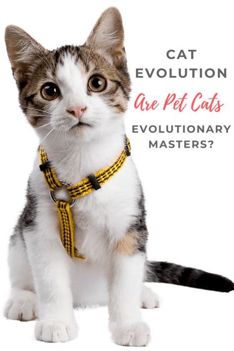 cat evolution  pet cats evolutionary marvels pet hooligans