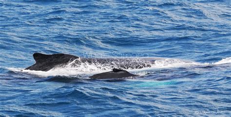 Samana Whale Watching Tours - Photo Gallery Humpback Whales Samana Bay ...