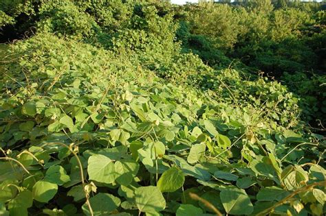 Kudzu An Invasive Weed With Hidden Virtues Eat The Planet