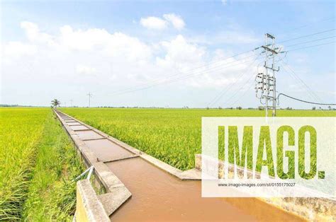 Water Canal For Paddy Rice Field Irrigation With Blue Skies