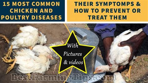 Common Chicken Diseases Best Farming Tips