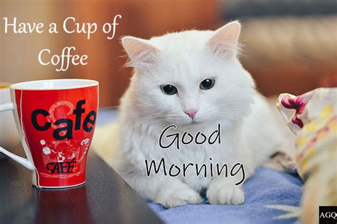 21 Good Morning Cat Images And Pictures