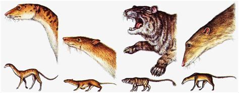 Predator Rats Speculative Evolution Wiki Fandom Powered By Wikia