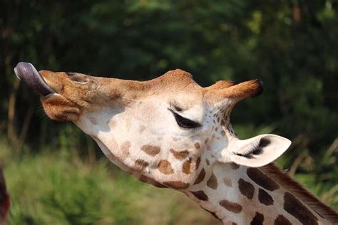 The West African giraffe Photograph by Aiden Tomiuk | Fine Art America