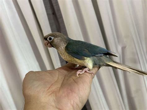 Baby Female Cinnamon Turquoise Green Cheek Conure