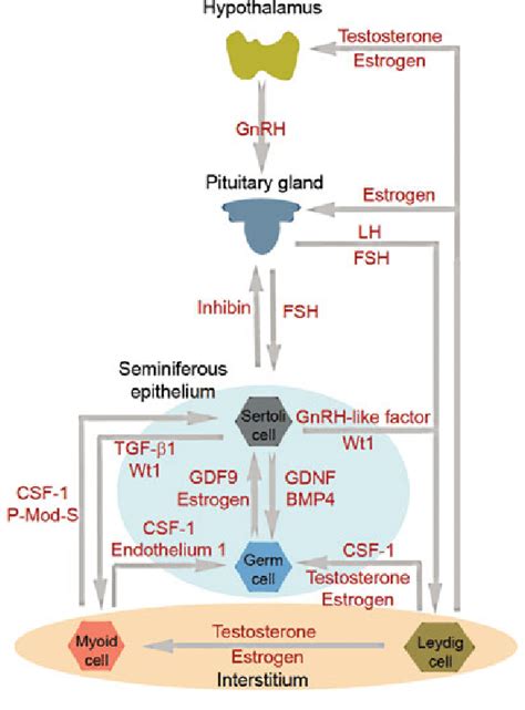 Cell Cell Interaction Within The Testis And Its Functional