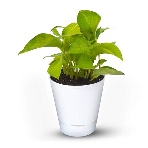 Money Plant Golden With Self Watering Pot | Buy Money Plant Golden Online ₹359.00 - Plant A Leaf ...