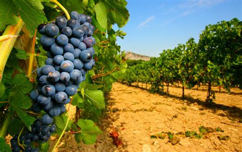 Vino addio a una bottiglia su quattro è finita la vendemmia più