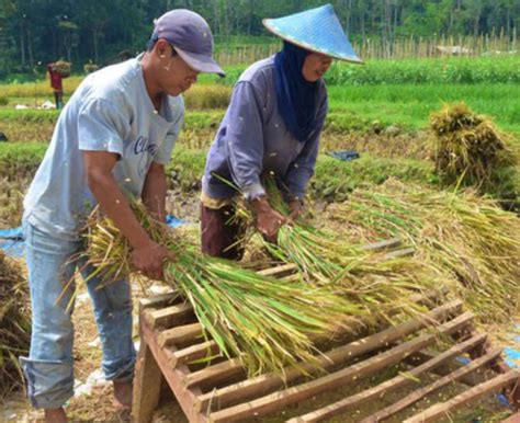 Mesin Perontok Padi Jadul Mesin Panen Padi