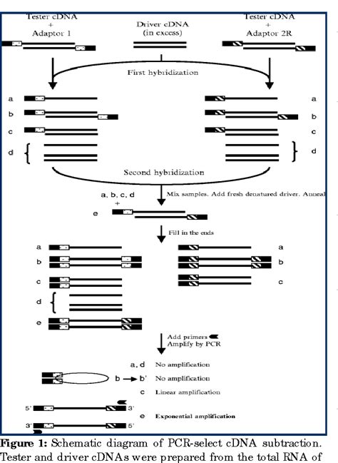 Figure 1 From Suppression Subtractive Hybridization Ssh Combined With