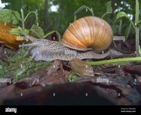 Roman Snail Escargot Escargot Snail Edible Snail Apple Snail