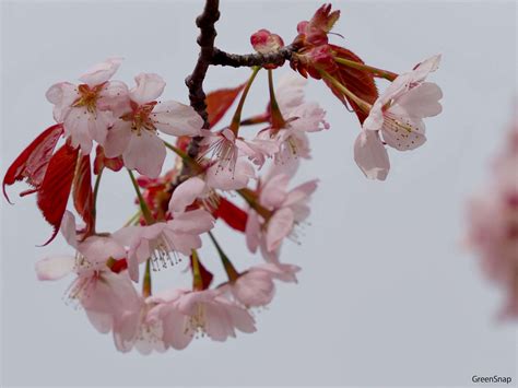 桜の木の種類｜原種から早咲き品種や八重桜、枝垂れなど特徴別に紹介