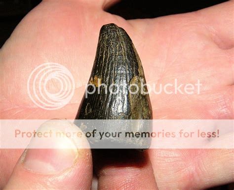 Giant Mosasaur Tooth Fossil Hunting Trips The Fossil Forum