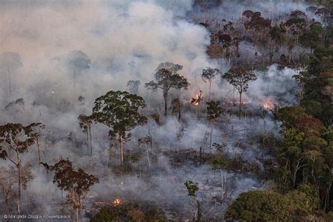 Incêndios na Amazônia batem recorde dos últimos 20 anos AMDA