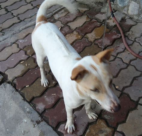 Flying China Man: Phu Quoc Dog