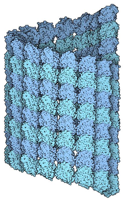 Microtubules Molecule Of The Month PDBj Numon