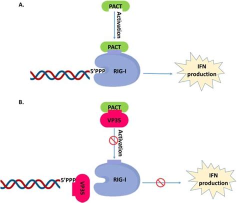 Vp Inhibits Pact Mediated Ifn Production By The Viral Rna A