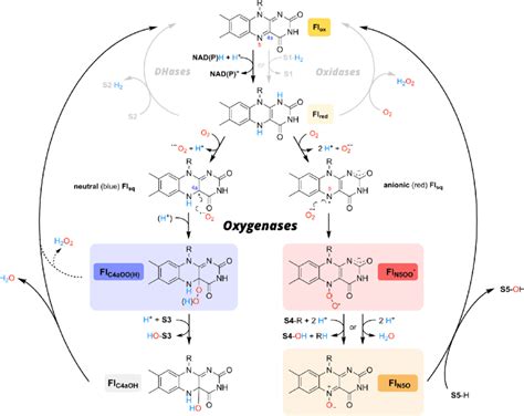 Schematic Representation Of The Key Flavin Redox States Adopted By