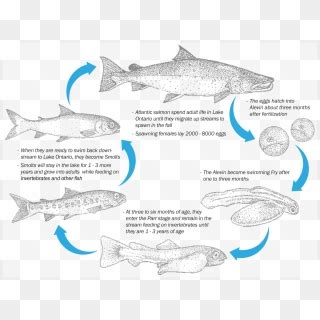 The Atlantic Salmon Life Cycle - Salmon Life Cycle, HD Png Download ...