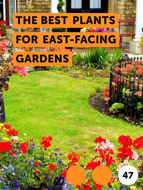 Learn The Best Plants For East Facing Gardens How To Guides Tips And