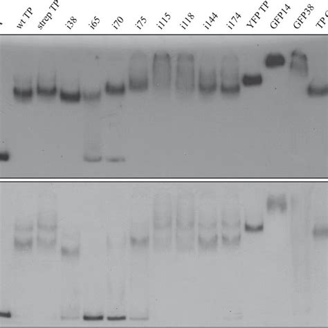 Band Shift Assay Of The Dna Binding Capacity Of Wt Tp And Insertion