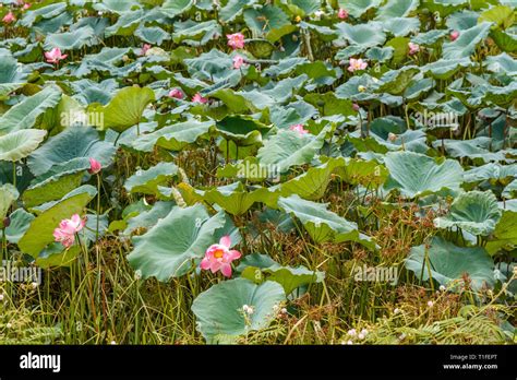 Lotus Flower Field In Vietnam