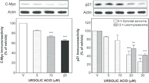 Ua Down Regulated C Myc And P21 Protein Levels In Human Sts Cells