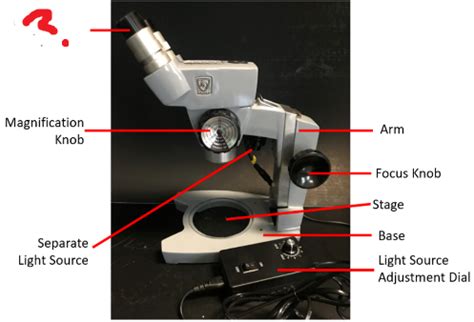 Lab Microscopes Flashcards Quizlet