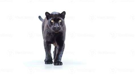 Photo of a panther on white background 26726654 Stock Photo at Vecteezy