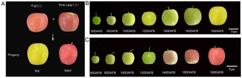 Foods Free Full Text Variation In Cell Wall Metabolism And Flesh