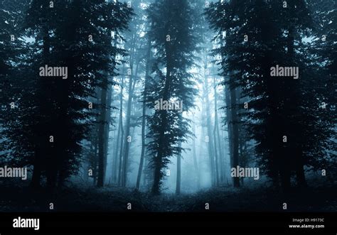 Fondo Oscuro Del Bosque Fotograf As E Im Genes De Alta Resoluci N Alamy