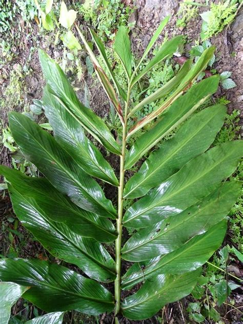 Zingiber Rubens Eflora Of India