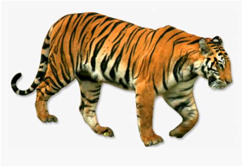 Standing - - National Animal Of India Png, Transparent Png - kindpng