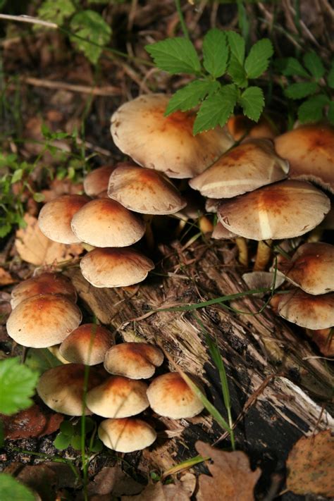 Free Images Tree Nature Forest Autumn Flora Season Fungus Woodland Agaric Bolete