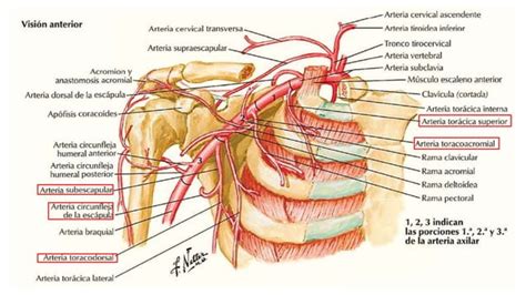 Arterias Del Miembro Superior Ppt