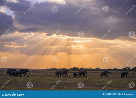 Herd of African Elephants at Sunset Masai Mara ,Kenya. Stock Image ...