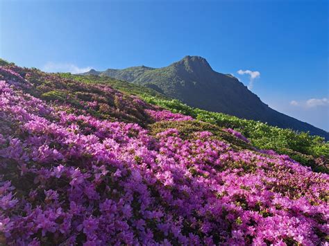 ミヤマキリシマを見に九州へ！ 登山blog 登山ツアー「山旅」 山旅ブログでトラマスの登山ツアーを紹介します 【トラマス山旅