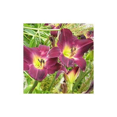 Hemerocallis Strutter S Ball H M Rocalle Vivace Lis D Un Jour