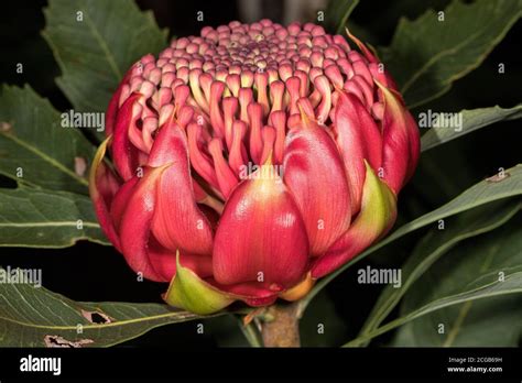 Floral Emblem Hi Res Stock Photography And Images Alamy