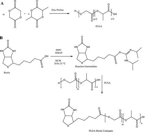 Poly D L Lactide Co Glycolide Surface Anchored Biotin Loaded