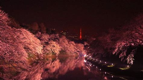 温泉ネコ On Twitter Retripnews 【完全保存版】東京都内の夜桜の名所andお花見スポット11選《2023年》💕