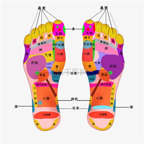 足部穴位图足底素材图片免费下载 千库网