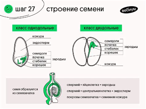 Строение семени - Без Сменки